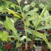 Alpinia caerulea - Image 2