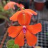 Impatiens platypetala – Image 2