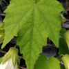 Abutilon 'White King' - Image 2