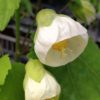 Abutilon 'White King'
