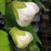 Abutilon 'White King' - Image 4