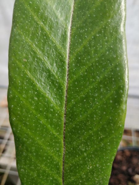 Pyrrosia calvata – Image 3