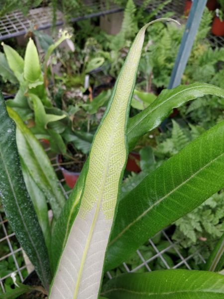 Pyrrosia calvata – Image 2
