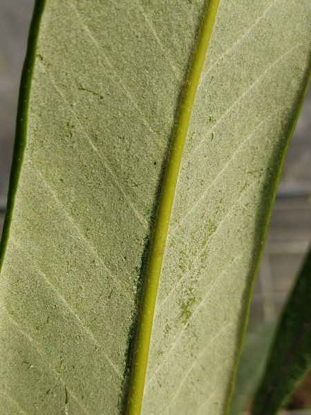 Pyrrosia calvata – Image 5