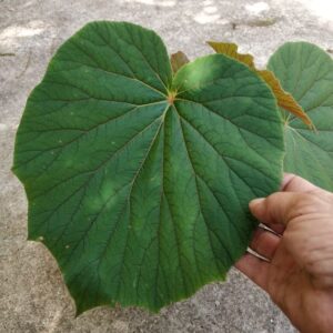 Begonia 'Torsa'