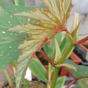 Begonia 'Astrida'