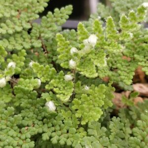 Myriopteris wootonii