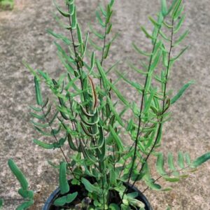 Pellaea atropurpurea