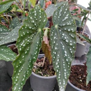 Begonia 'My Special Angel'