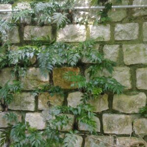 Cyrtomium 'Marnier'