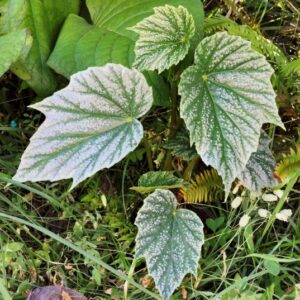 Begonia palmata 'Snow Splash'