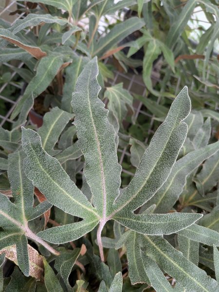 Pyrrosia hastata forme 2 – Image 4