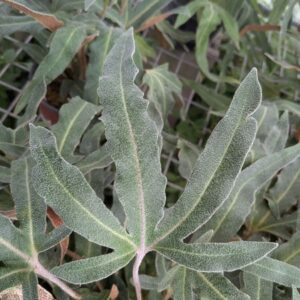 Pyrrosia hastata forme 2